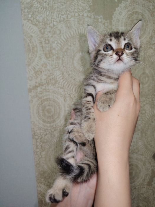 Отдам котёнка в  хорошие добрые руки