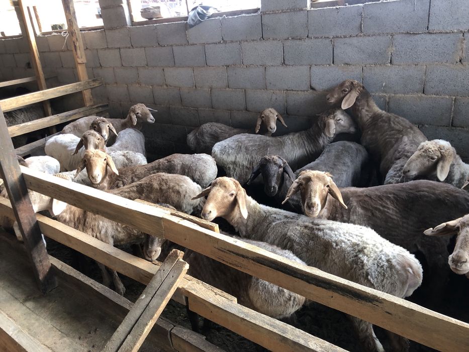 Қой/баран/тоқты/