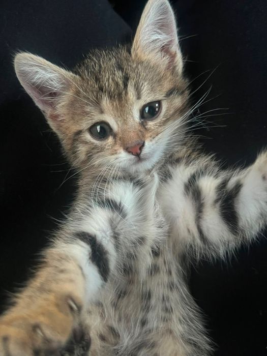 Срочно кошка и два котенка