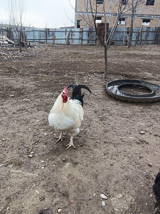 Адлер үлкен қораз