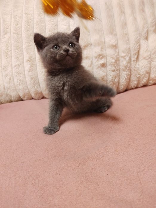 Британска принцеса