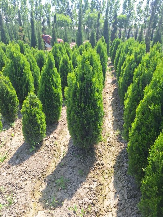 Туя книжный. Туя компактный