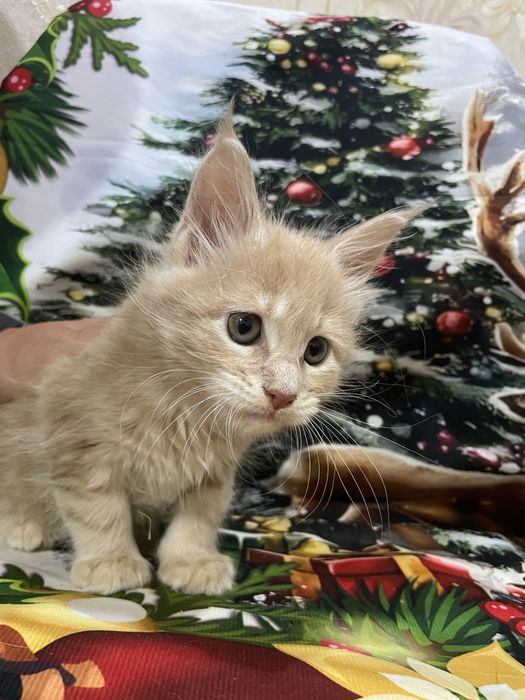 Продаются котята мейн кун