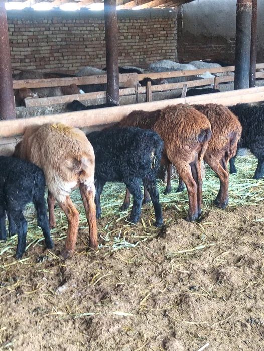 Козылы койлар сатылады