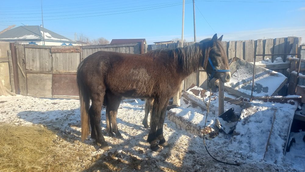Сауынды құлынды бие сатылады