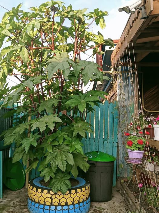Продам дом в Красном Кардоне