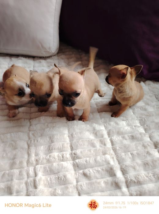 Чаровни мини чихуахуа