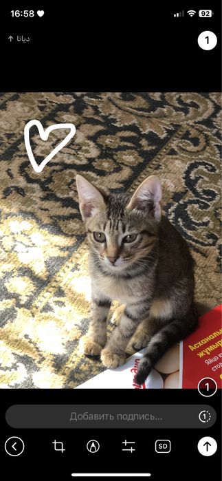 мысык в добрые руки