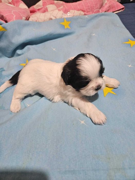 shih tzu dragalasi