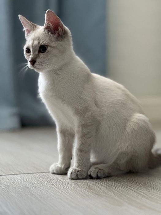 Котенок в добрые руки