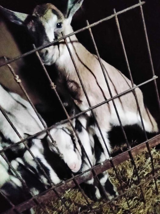 Альпийские козлята