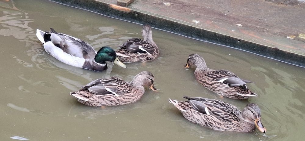 Rate salbatice 2025 inelate