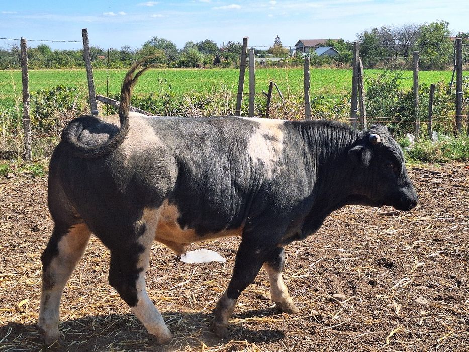Vând angus cu pedigree si belgieni!