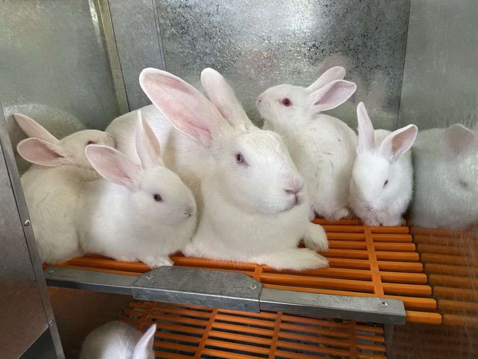 хиколь кролики (HIKOL)