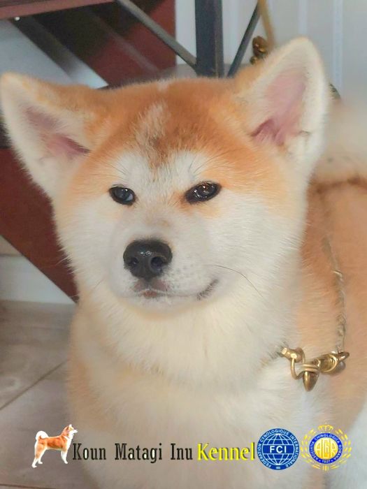 Akita Inu puiuț superb cu Pedigree