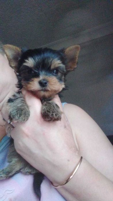 Продажа животных