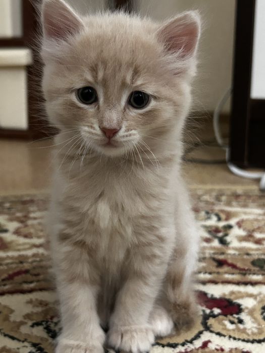 котята