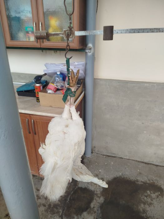 Kurka sotiladi kotta og'irligi 7,5 yarim kg