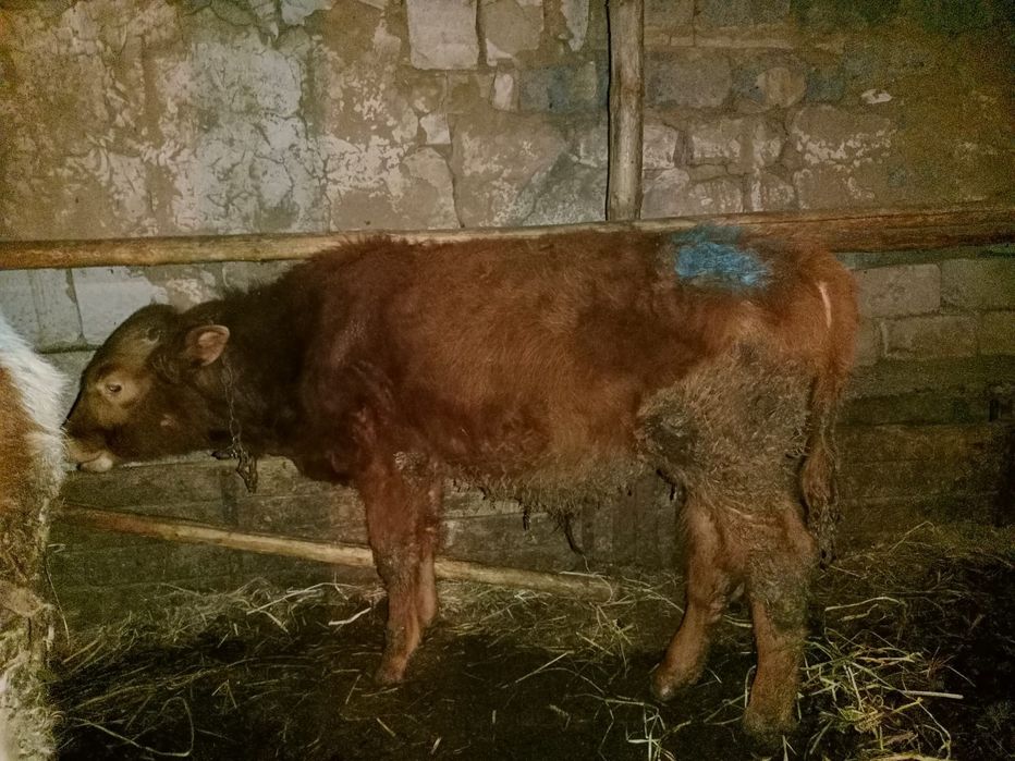 Сатылады еркек 2бас