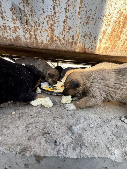 Отдам щенков в хорошие руки