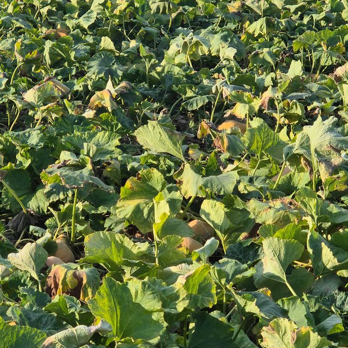 Vand bostani ptr placinta, gust si aromă deosebit, produs tradițional