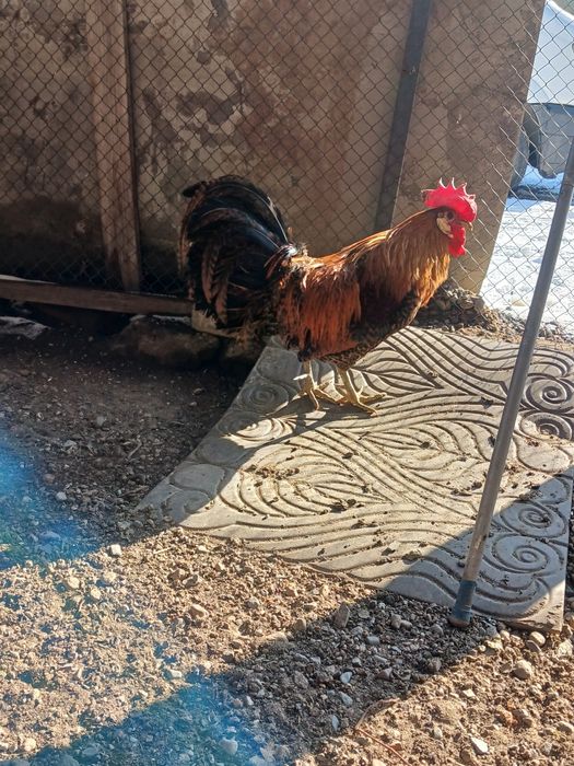 Продам  петуха 2025 года