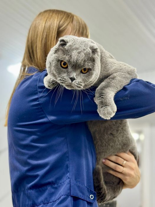Домашняя передержка собак с выгулом + (экзоты, попугаи, грызуны)
