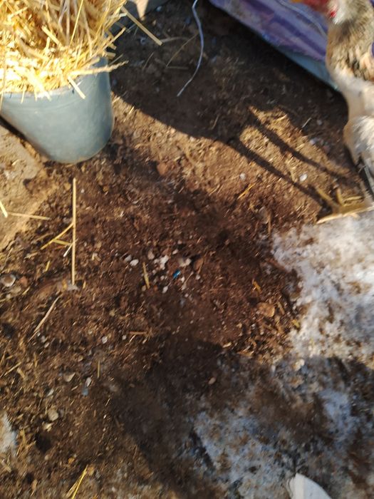 Дакан тауық тар сатлат