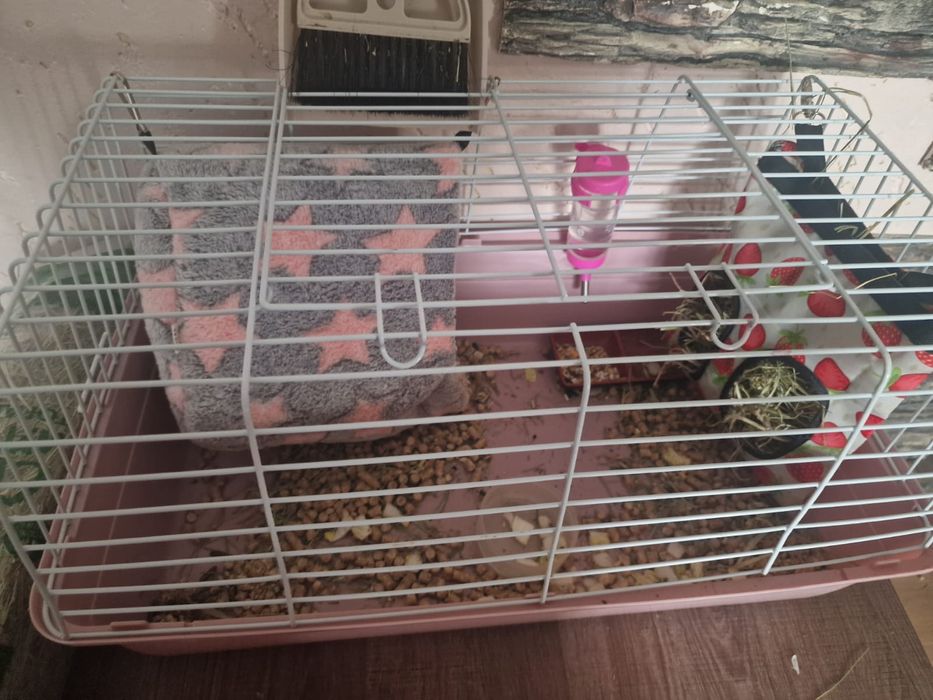 Морская свинка пэппэ