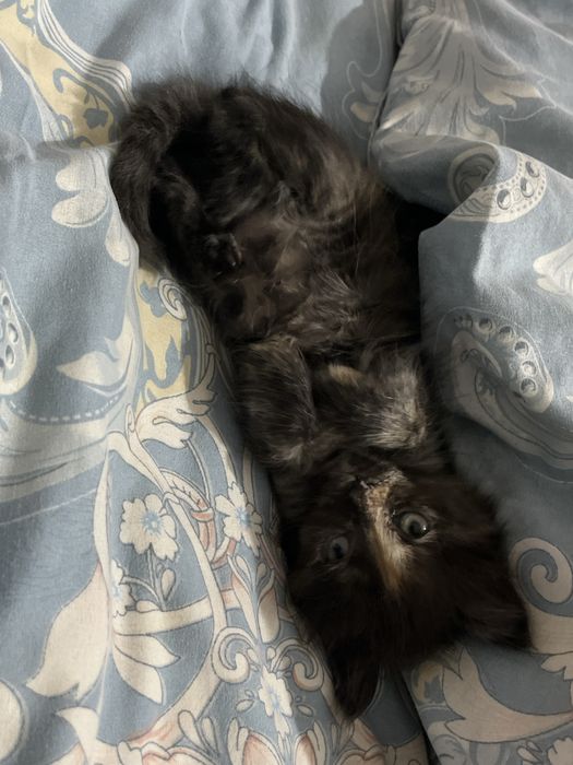 котенок маленький мальчик