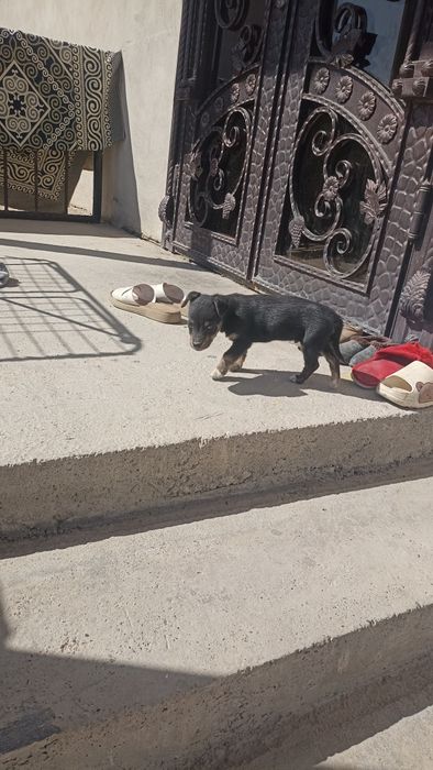 Еркек звонок 2000 тенге