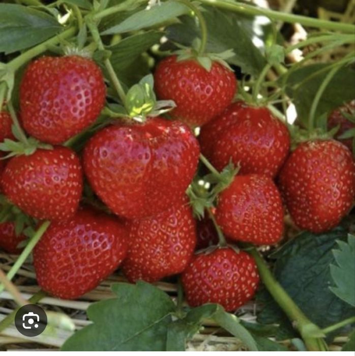 Коубника Зинга Зингана