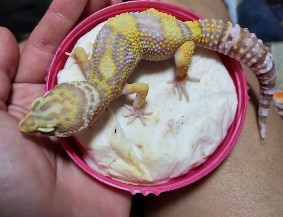 Эублефар морфы Tremper Albino