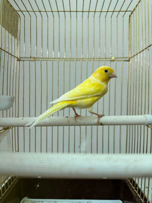 КАНАРЕЙКА 1 йош kafolatlangan narxda