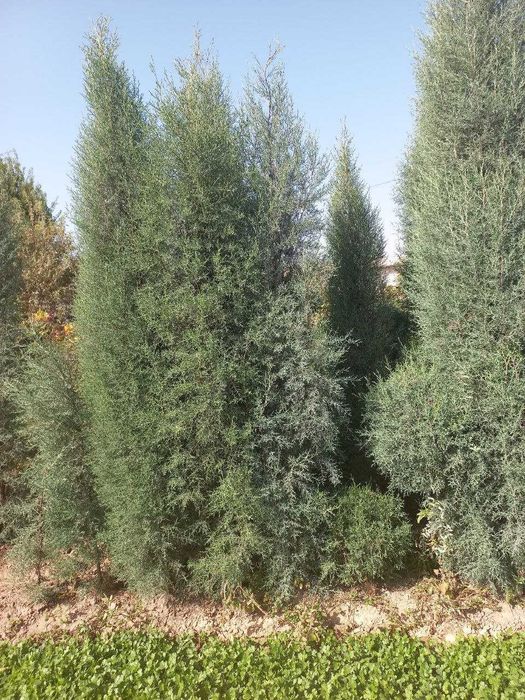 Арчалар Голубой кипарис навли
