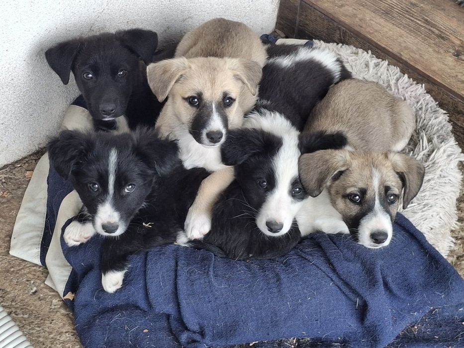 Dau spre adopție 5 căței frumoși