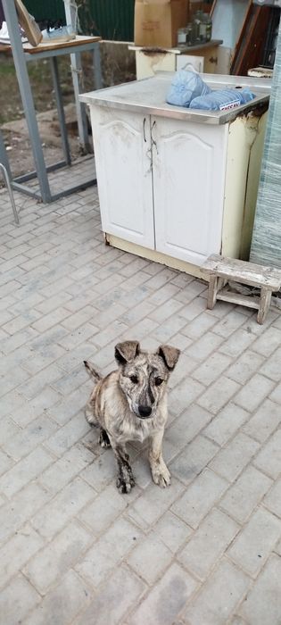 Хорошие щенеи в добрые руки