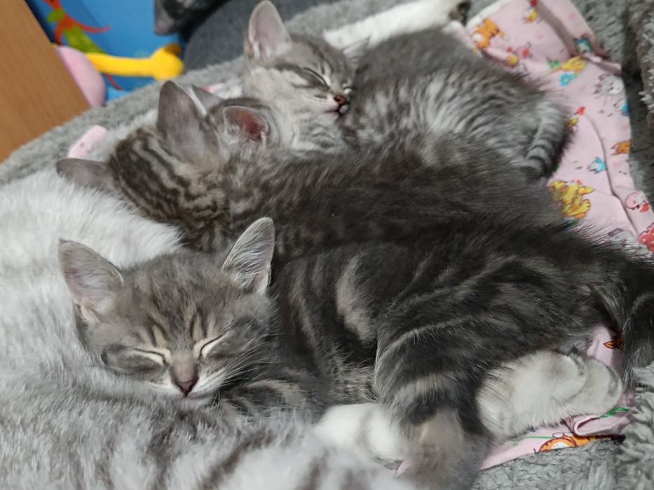 Продам Шотландских кошечек Whiskas