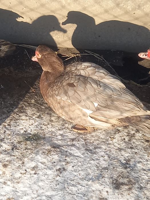 Vând rate mute ciocolatii