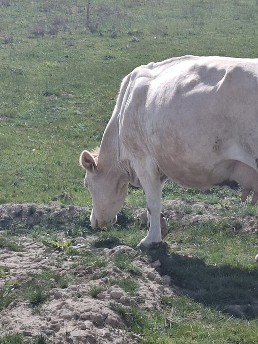 Vând vaca gestantă