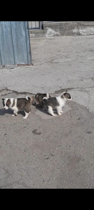 Продам шенков лаек