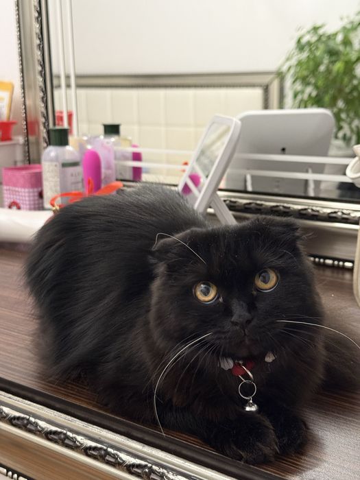 Кошка шотландская