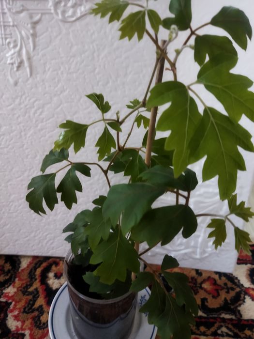 Комнатные цветы в ассортименте