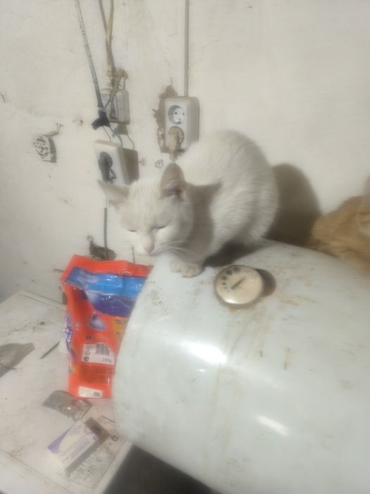 Отдам харошые руки