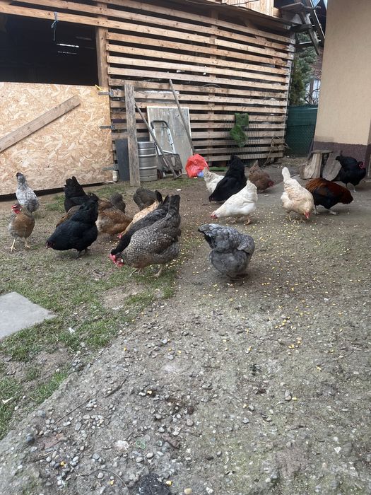 Vand oua curcubeu pentru incubat