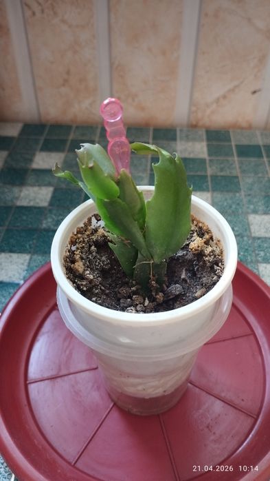 Комнатное растение Шлюмбергера (декабрист).