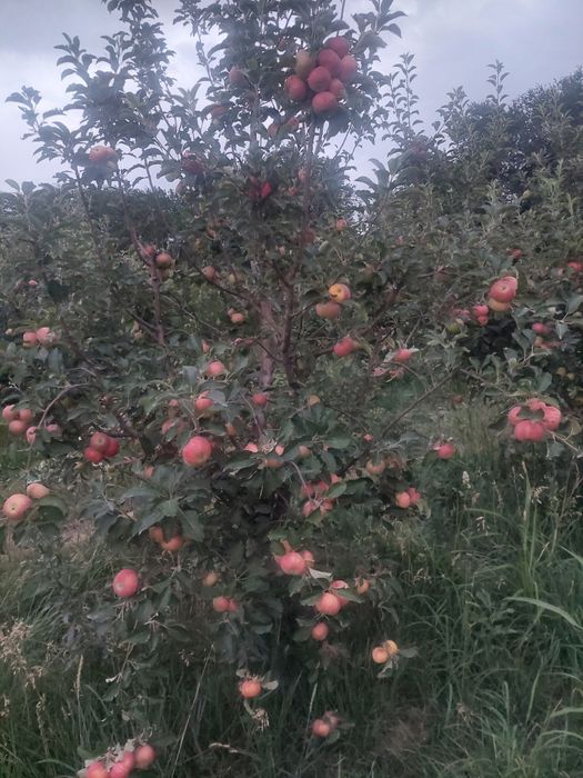 Продам яблоневый сад