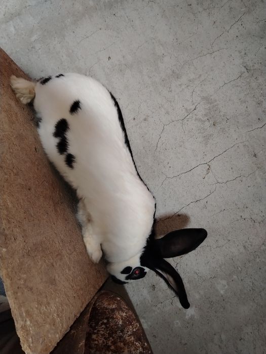 Mascul fluture german