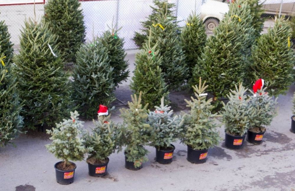 Ёлка новогодние живые