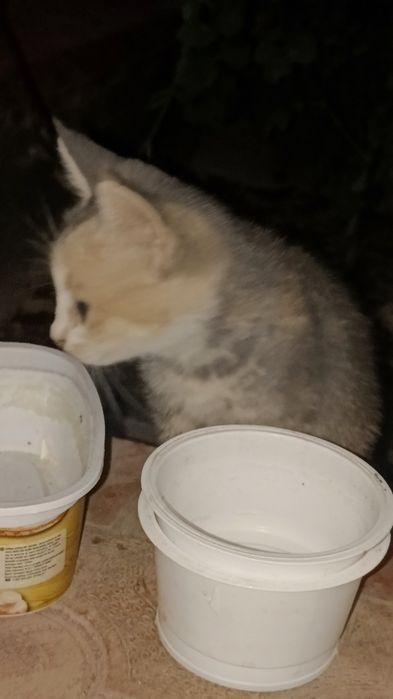 Котята  в добрые руки